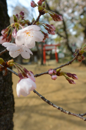 f:id:otoshimono:20140329144110j:image