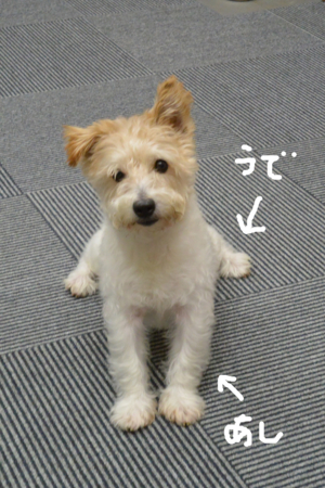 f:id:otoshimono:20140902183411j:image