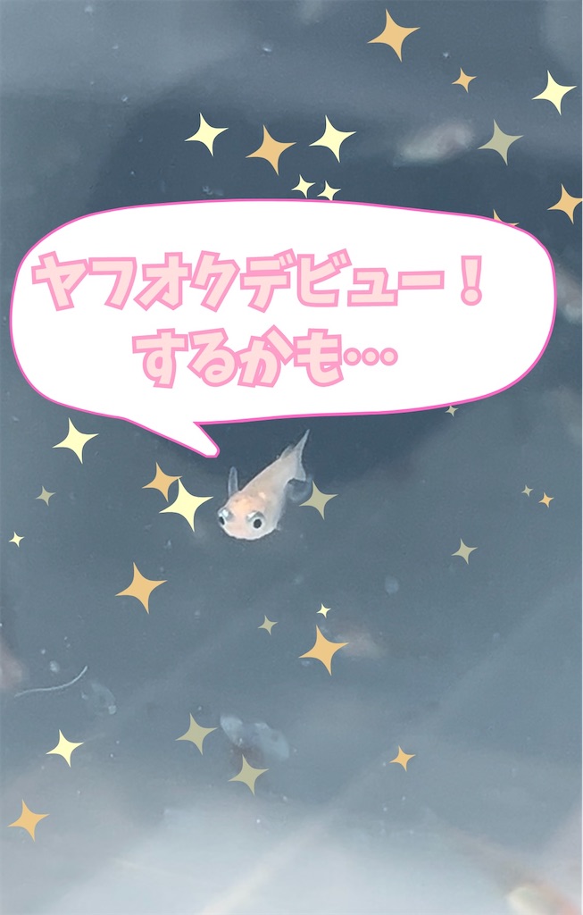 f:id:ototo-biyori:20240603192207j:image