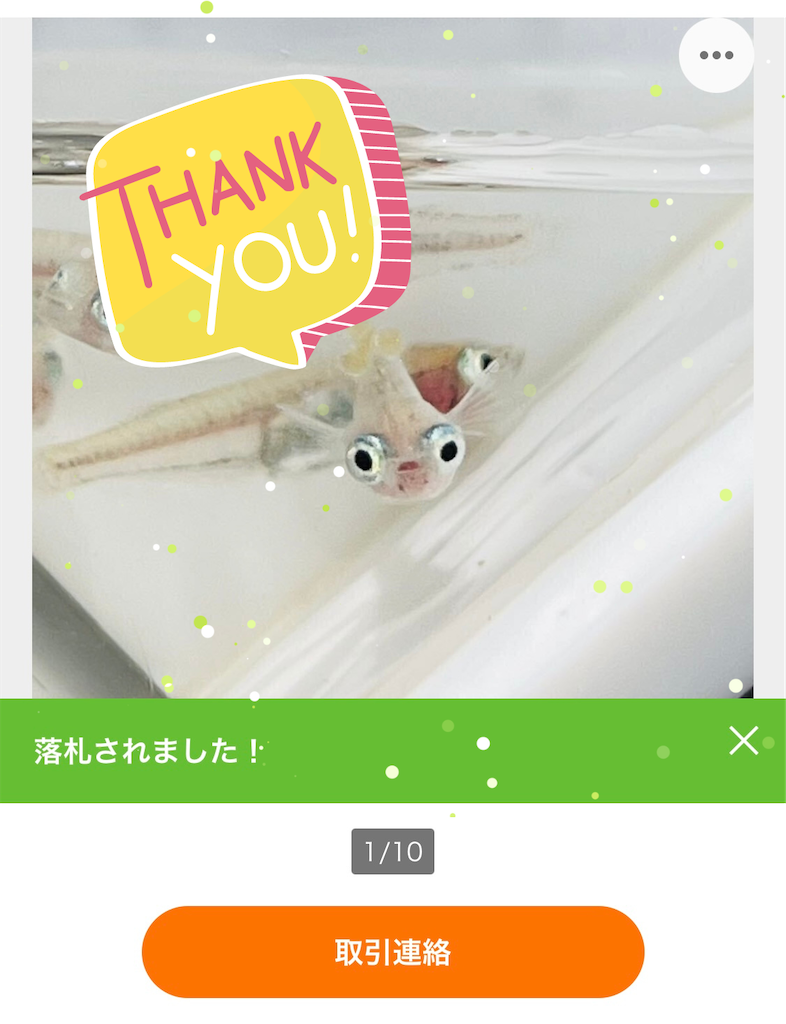 猛暑のメダカ発送🚚安全にメダカをお届けします！ - おとと日和