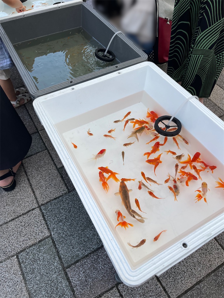 f:id:ototo-biyori:20240729163318j:image