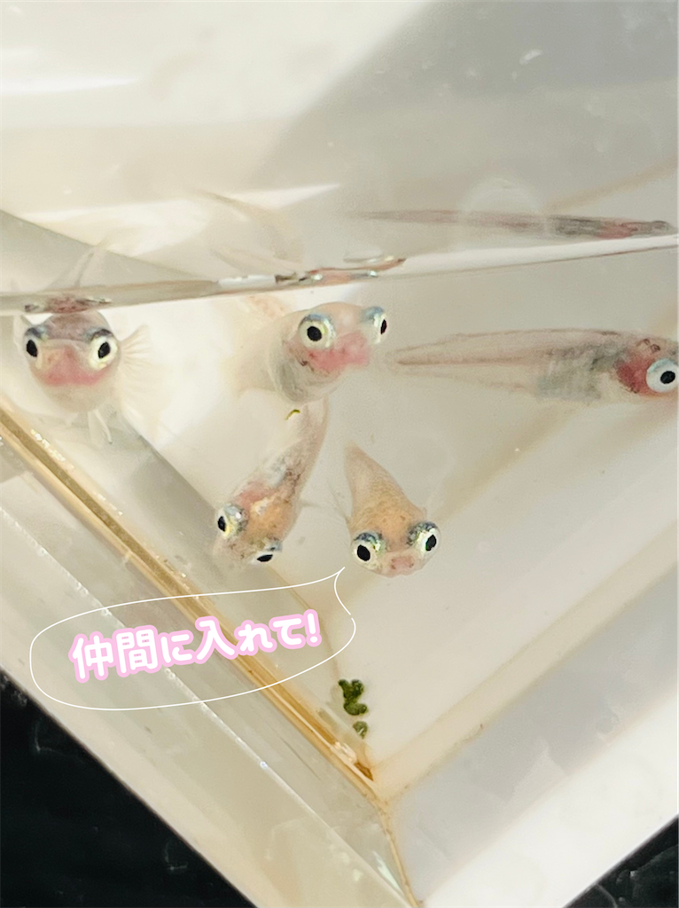 f:id:ototo-biyori:20240801141220p:image