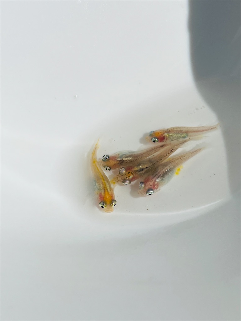 f:id:ototo-biyori:20240924110431j:image