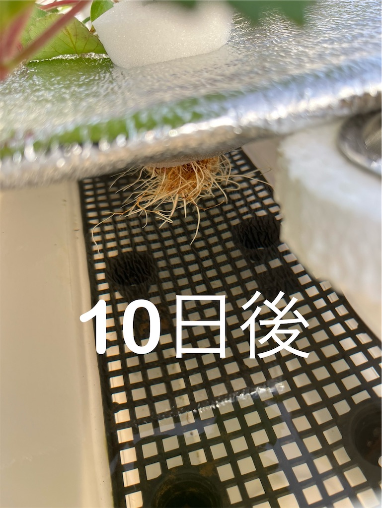 f:id:ototo-biyori:20241030134803j:image