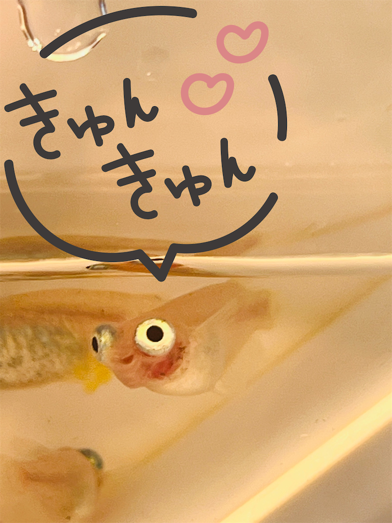 f:id:ototo-biyori:20250221124827p:image