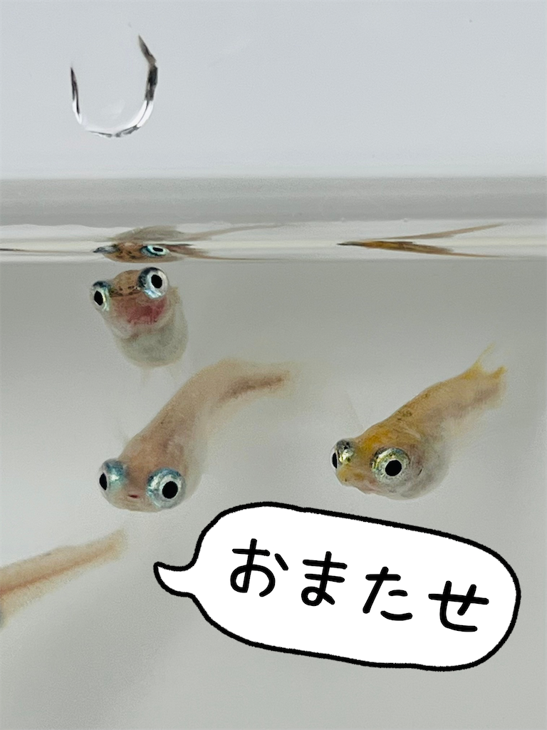 f:id:ototo-biyori:20250520150010p:image