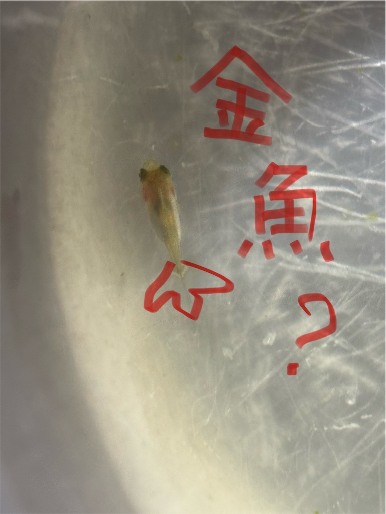 f:id:ototo-biyori:20250624094023j:image
