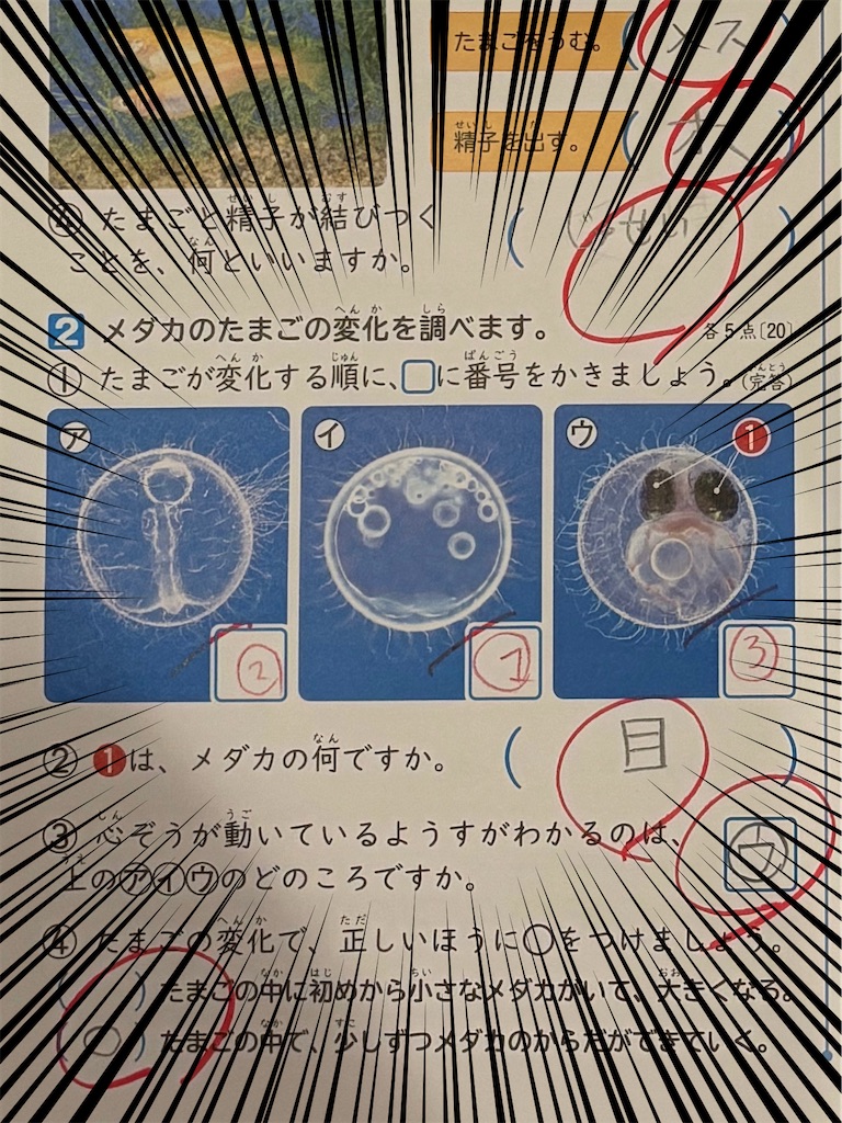 f:id:ototo-biyori:20250722111808j:image