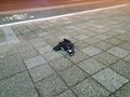パンツは男物と女物どちらが多くおちてるのか。