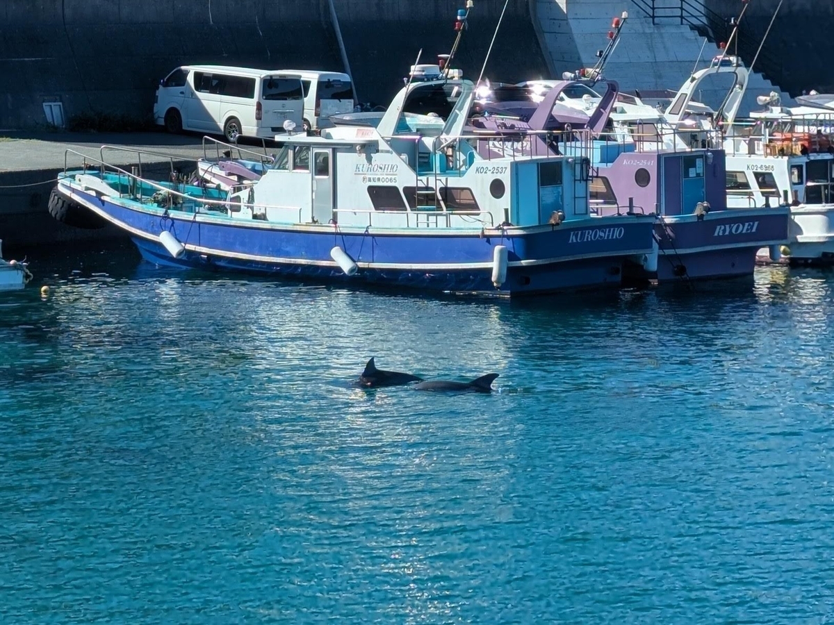 四国巡りの旅Day3～柏島イルカ 竜串海岸 足摺岬 - キャンピングカーの