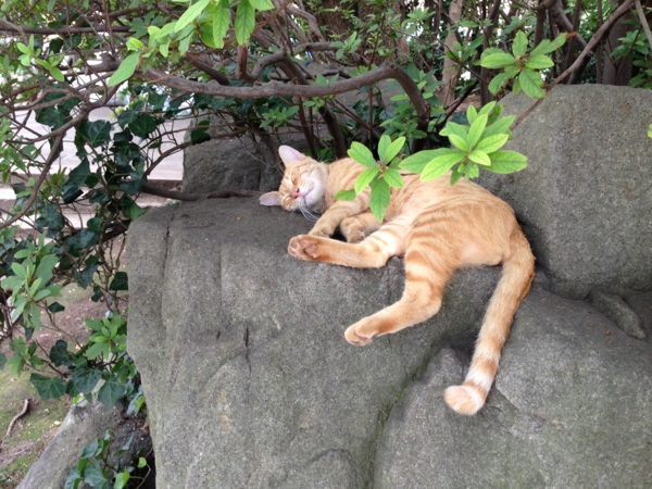 f:id:otsuka_izumi:20130714223429j:image f:id:otsuka_izumi:20130714223429j:image