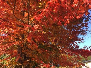 f:id:otsukimidrive:20161115222641j:plain