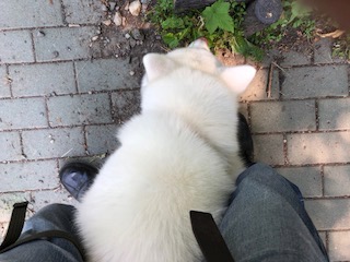 f:id:otsukimidrive:20180903231440j:plain f:id:otsukimidrive:20180903231440j:plain