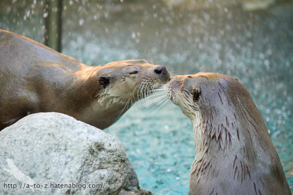 f:id:otters_yvonne:20160614135848j:plain