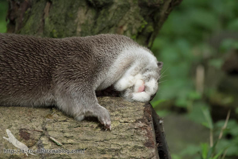 f:id:otters_yvonne:20160720211302j:plain