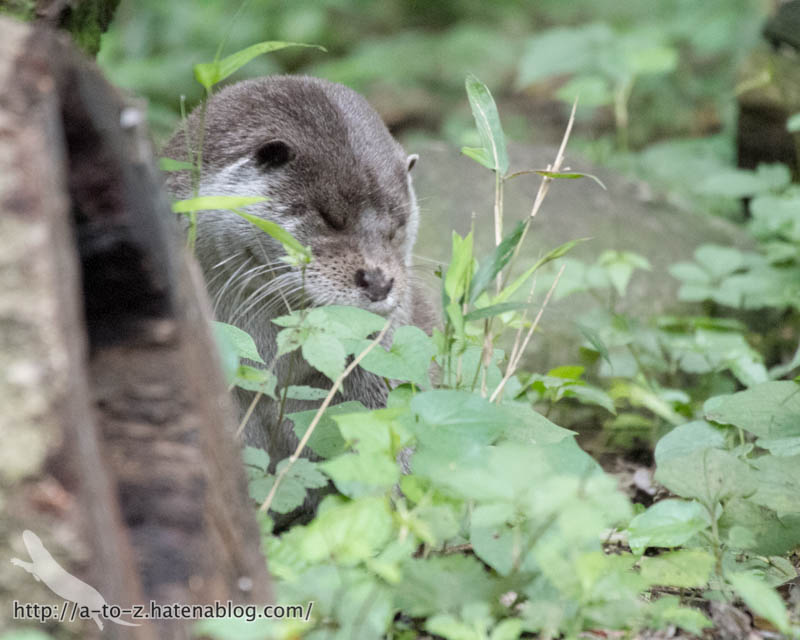 f:id:otters_yvonne:20160720211303j:plain