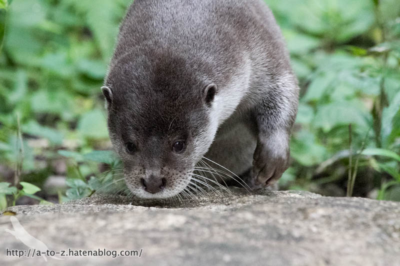 f:id:otters_yvonne:20160720211304j:plain