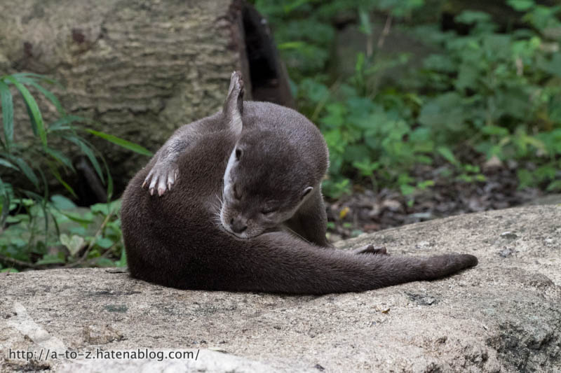 f:id:otters_yvonne:20160720211305j:plain