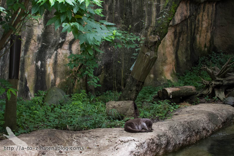 f:id:otters_yvonne:20160720211306j:plain