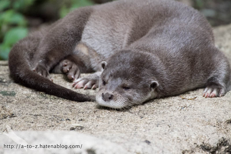 f:id:otters_yvonne:20160720211307j:plain