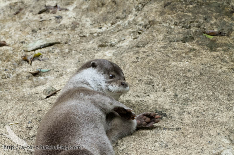 f:id:otters_yvonne:20160720211308j:plain