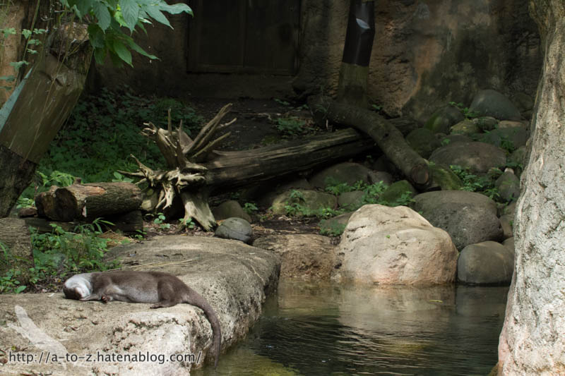 f:id:otters_yvonne:20160720211309j:plain