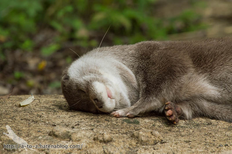 f:id:otters_yvonne:20160720211310j:plain