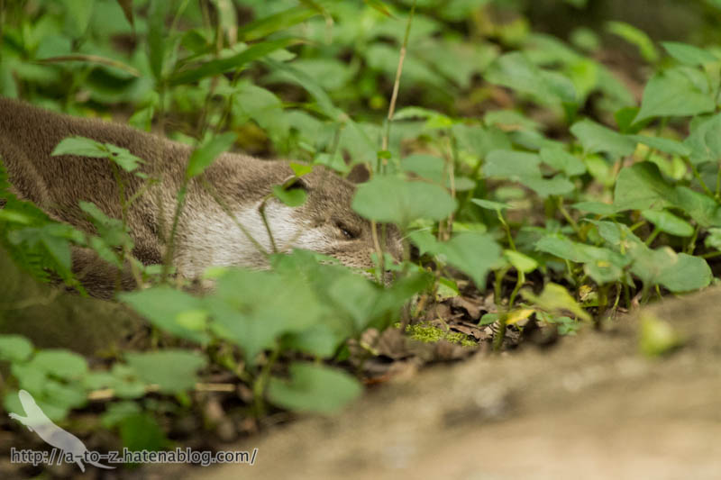 f:id:otters_yvonne:20160720211311j:plain