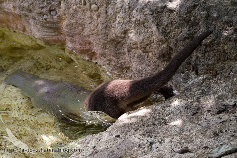 f:id:otters_yvonne:20160720211314j:plain