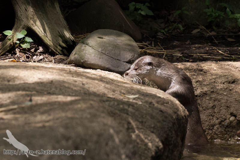 f:id:otters_yvonne:20160720211315j:plain