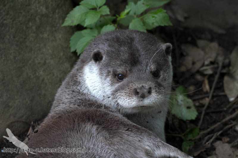 f:id:otters_yvonne:20160720211317j:plain