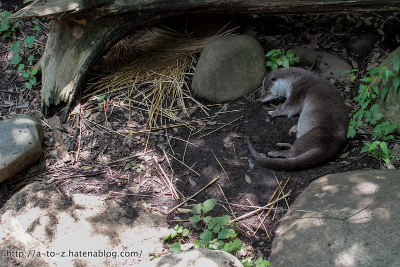 f:id:otters_yvonne:20160720211318j:plain