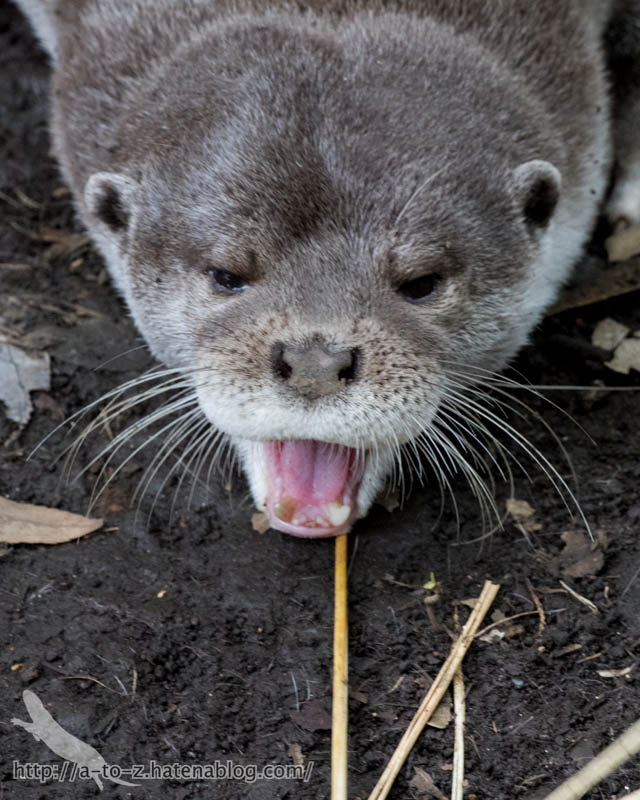 f:id:otters_yvonne:20160720211319j:plain