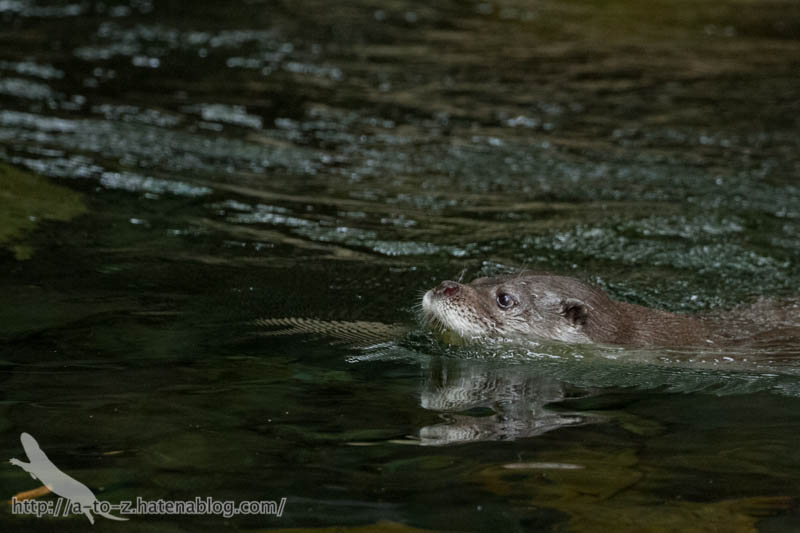 f:id:otters_yvonne:20160720211320j:plain