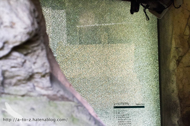 f:id:otters_yvonne:20160720211323j:plain