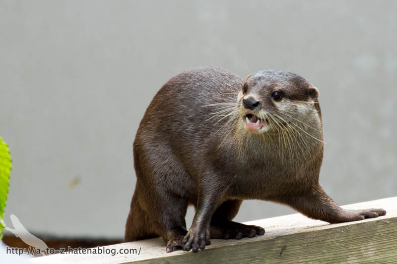 f:id:otters_yvonne:20160821141154j:plain