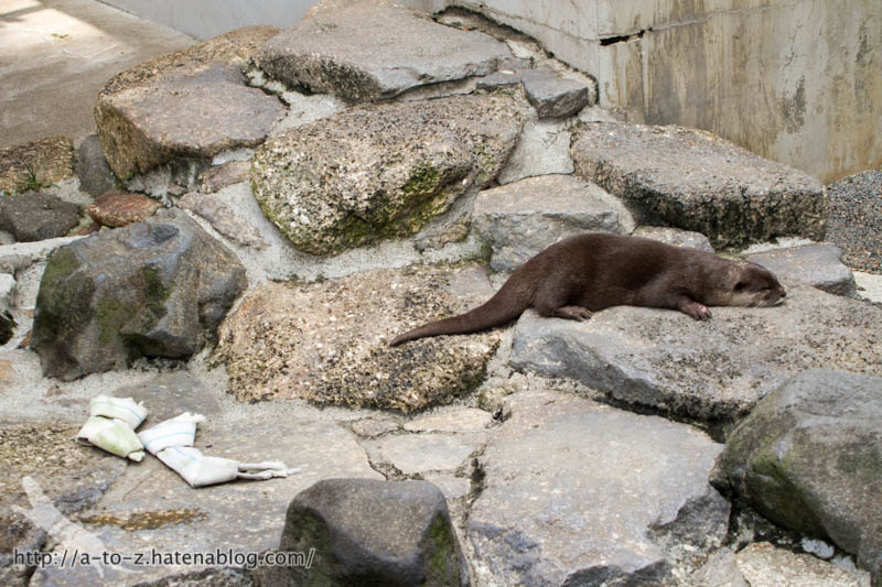 f:id:otters_yvonne:20160821141155j:plain