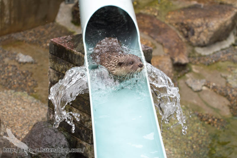 f:id:otters_yvonne:20160821141156j:plain