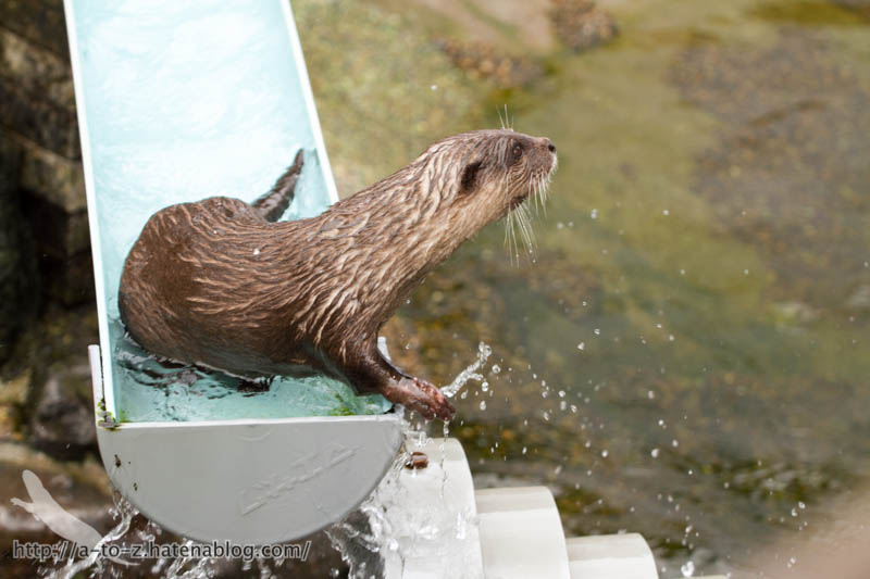 f:id:otters_yvonne:20160821141157j:plain