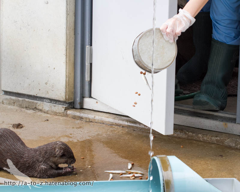 f:id:otters_yvonne:20160821141159j:plain