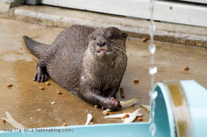 f:id:otters_yvonne:20160821141200j:plain