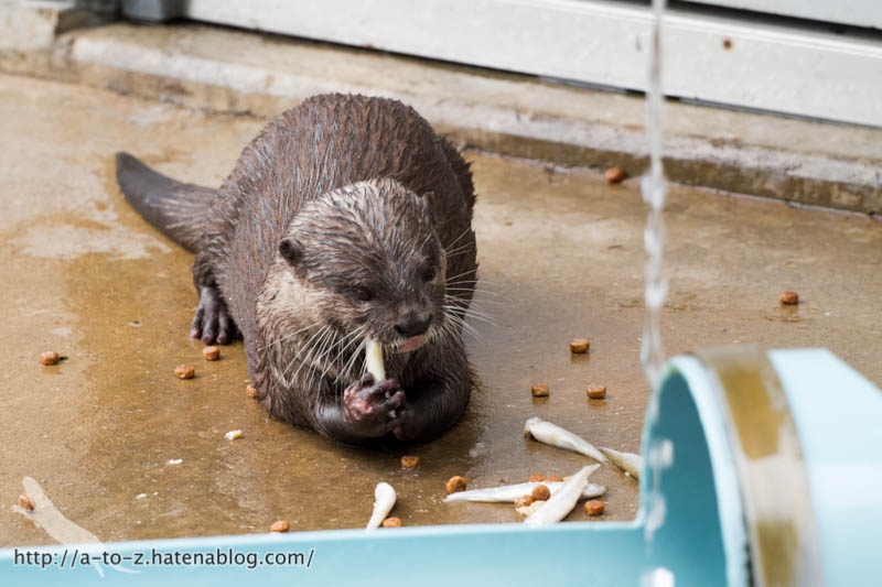 f:id:otters_yvonne:20160821141201j:plain