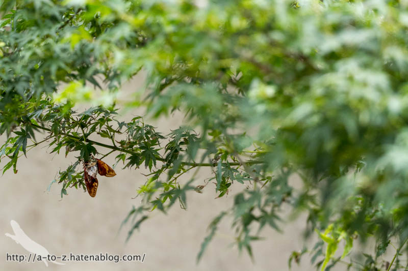 f:id:otters_yvonne:20160821141202j:plain