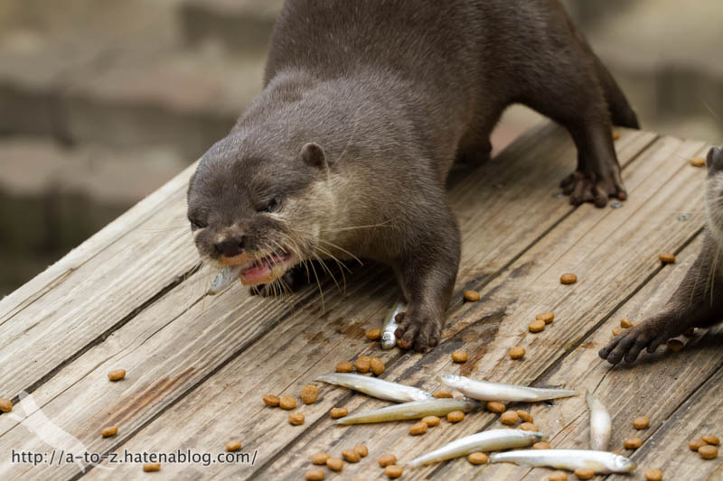 f:id:otters_yvonne:20160821141203j:plain