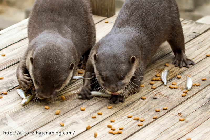 f:id:otters_yvonne:20160821141204j:plain