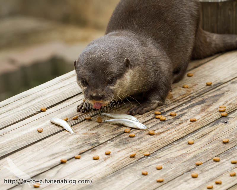 f:id:otters_yvonne:20160821141205j:plain