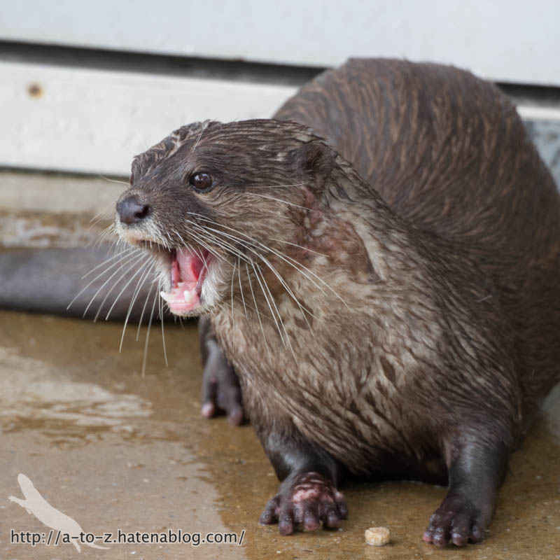 f:id:otters_yvonne:20160821141207j:plain