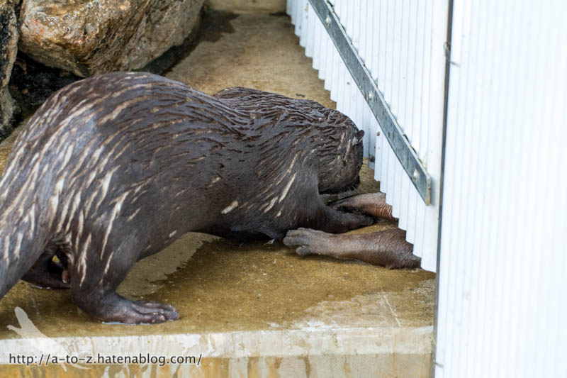 f:id:otters_yvonne:20160821141209j:plain