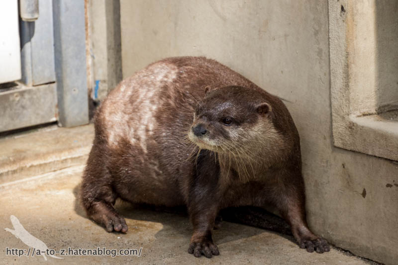 f:id:otters_yvonne:20160821141210j:plain