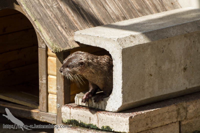 f:id:otters_yvonne:20160821141211j:plain